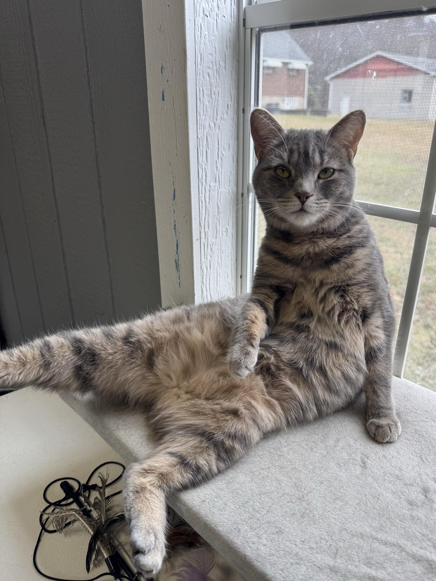 Enlarge Aspen, a Adoptable Tabby in Greensburg, PA image 3/6