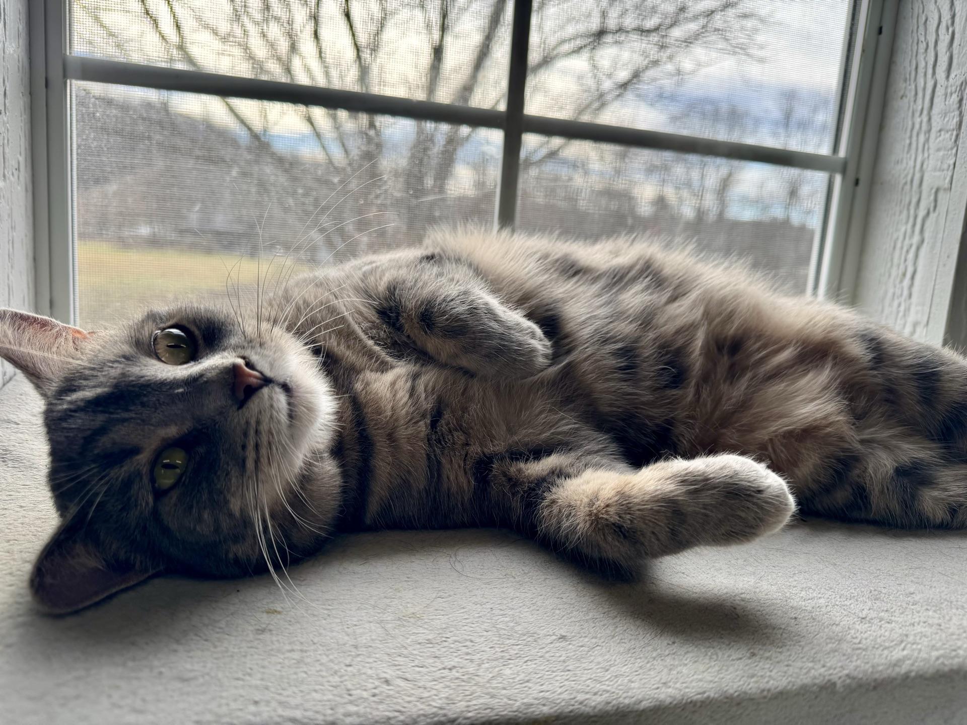 Enlarge Aspen, a Adoptable Tabby in Greensburg, PA image 6/6