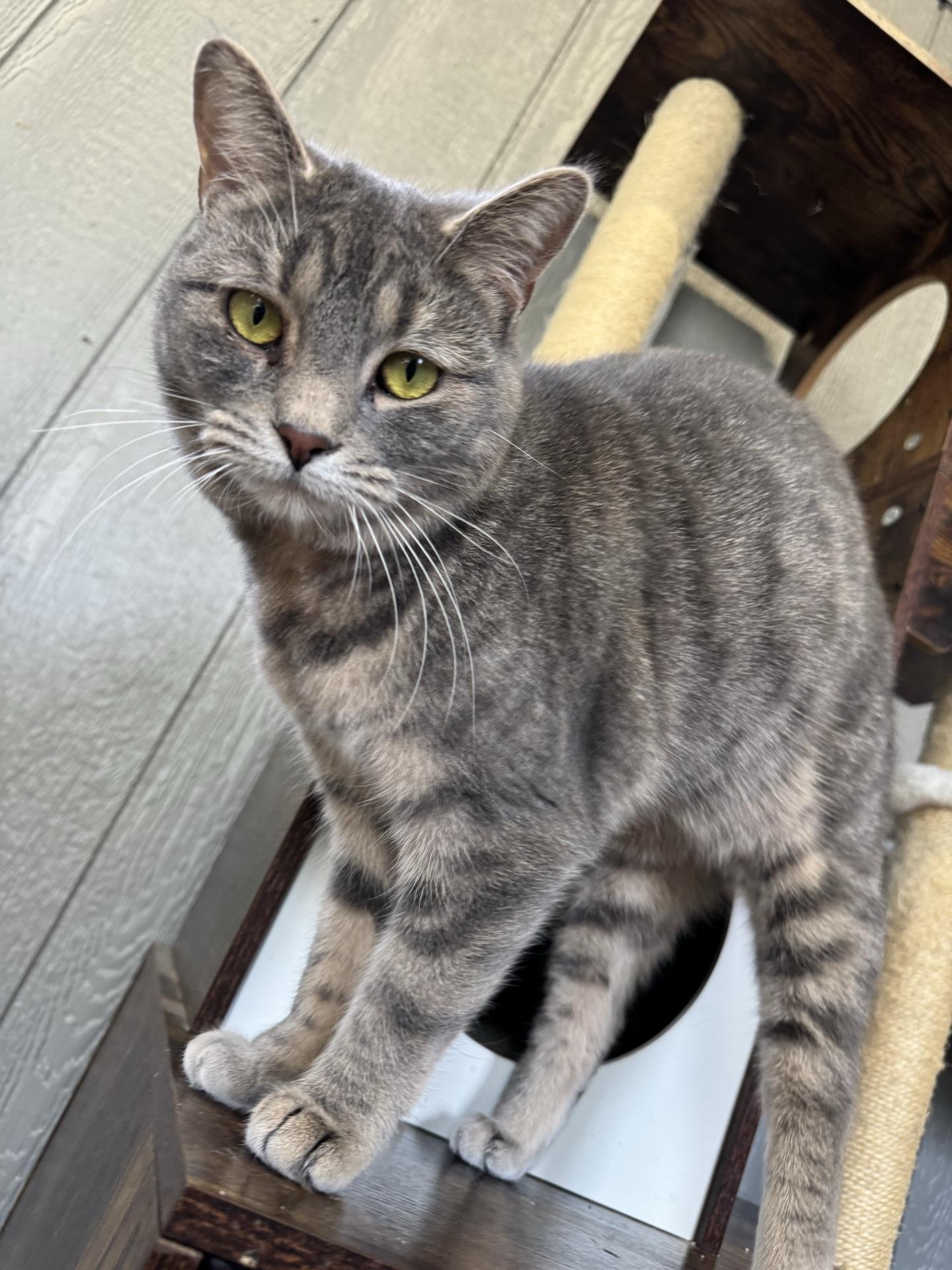Enlarge Aspen, a Adoptable Tabby in Greensburg, PA image 2/6