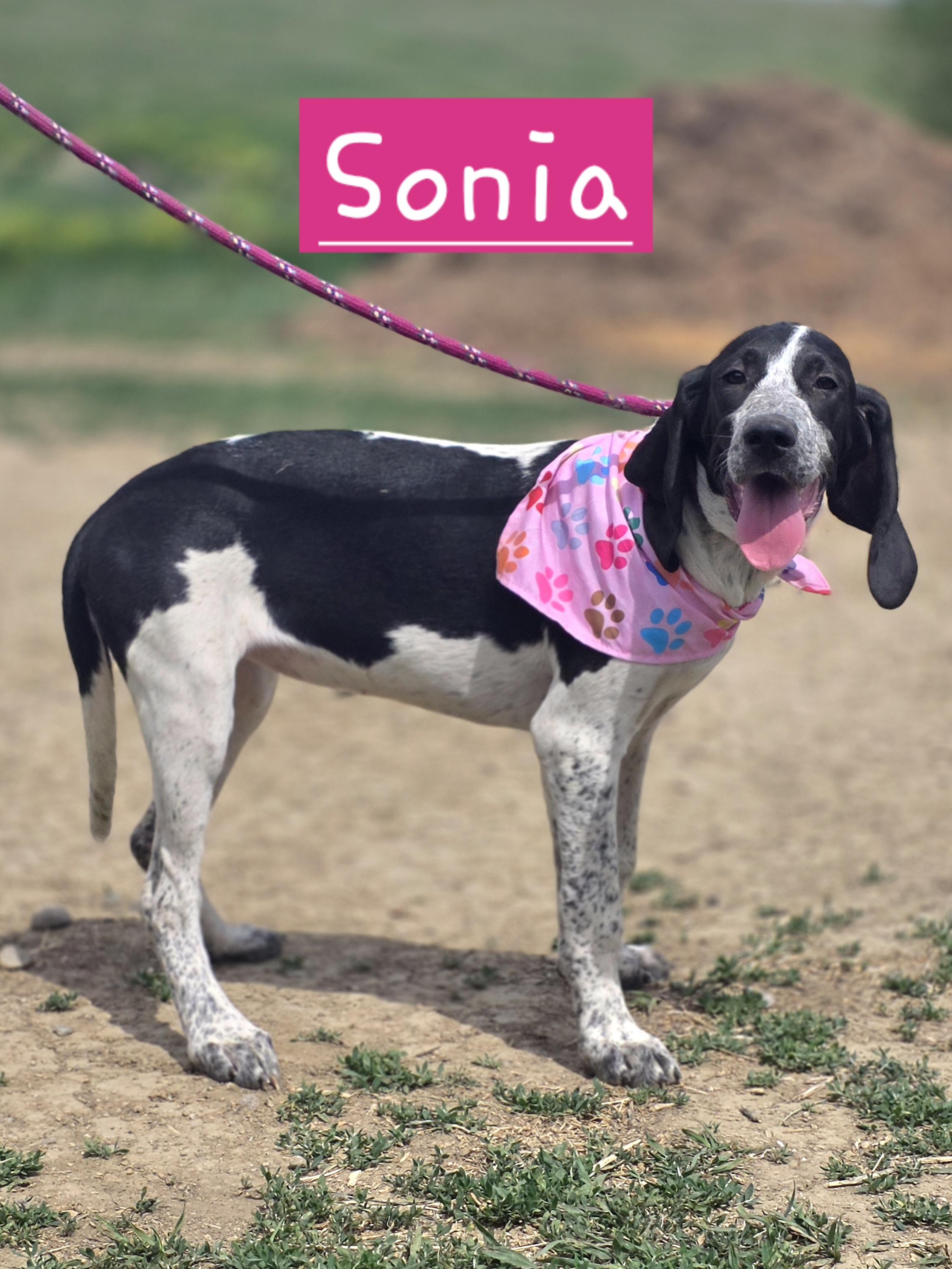 Sonia, adopted, Puppy Female Bluetick Coonhound & Treeing Walker Coonhound.
