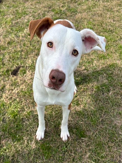 GORGEOUS — thumbnail 2