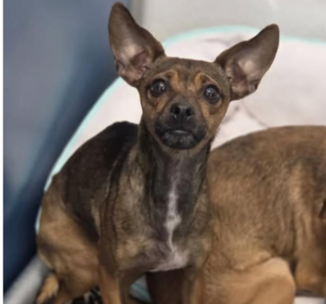 S-black pea, adopted, Adult Female Chihuahua.