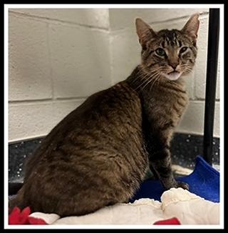 SUNNY BOY, Adoptable, Young Male Domestic Short Hair.