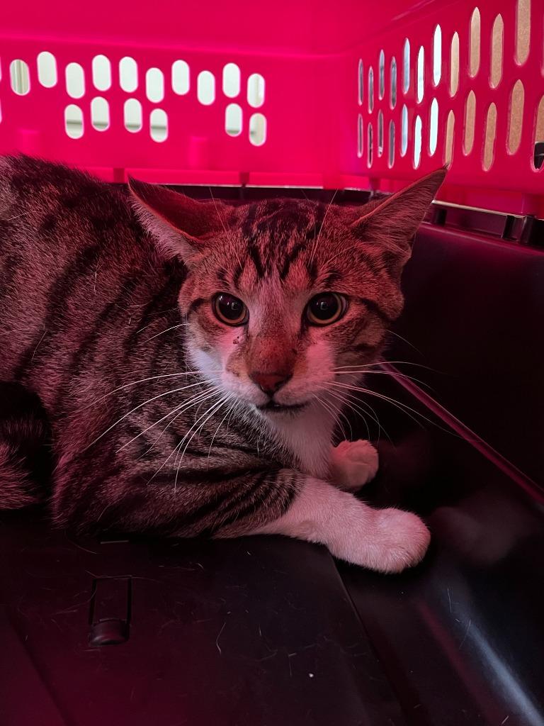 Salem, Adoptable, Adult Male Domestic Short Hair.