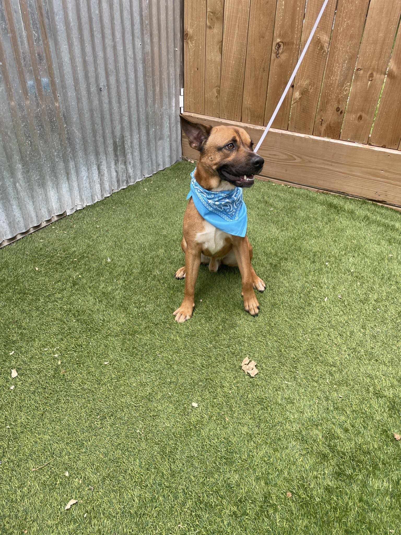 Dog for adoption Grover, an American Staffordshire Terrier in St