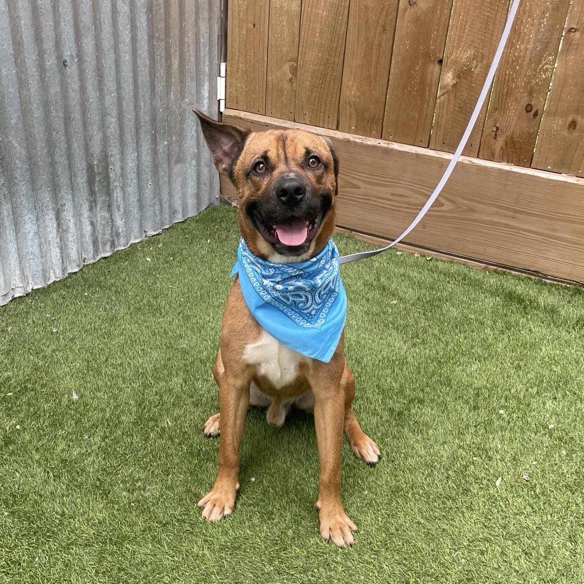 Dog for adoption Grover, an American Staffordshire Terrier in St