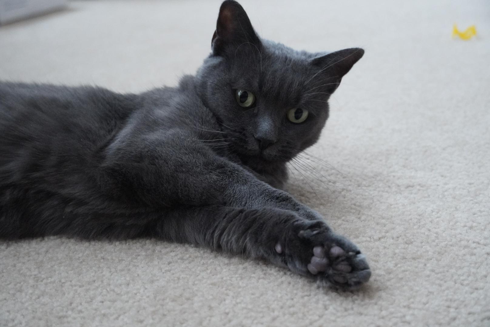 Enlarge Sueda, a Adoptable mixed breed in Hershey, PA image 3/6