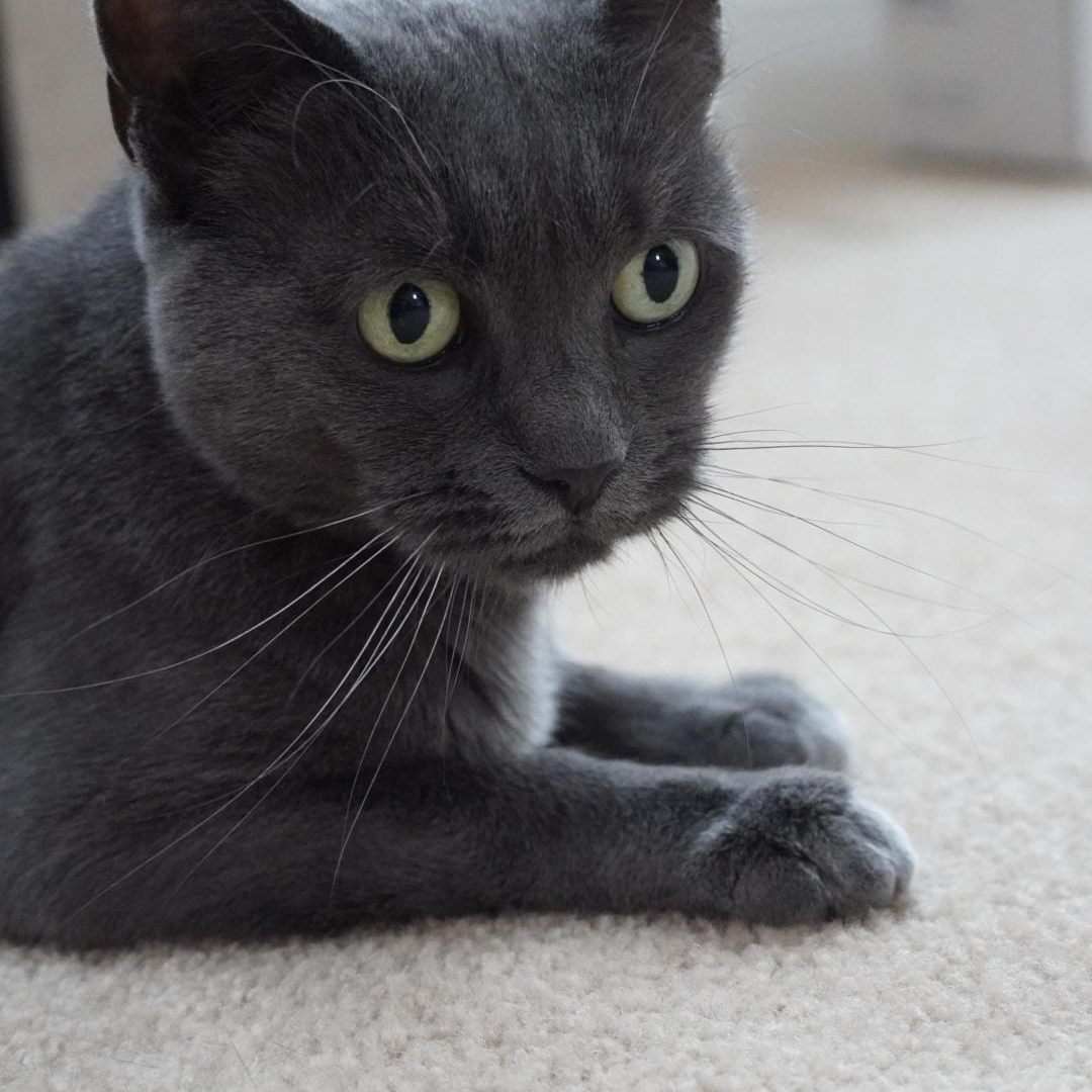 Enlarge Sueda, a Adoptable mixed breed in Hershey, PA image 4/6