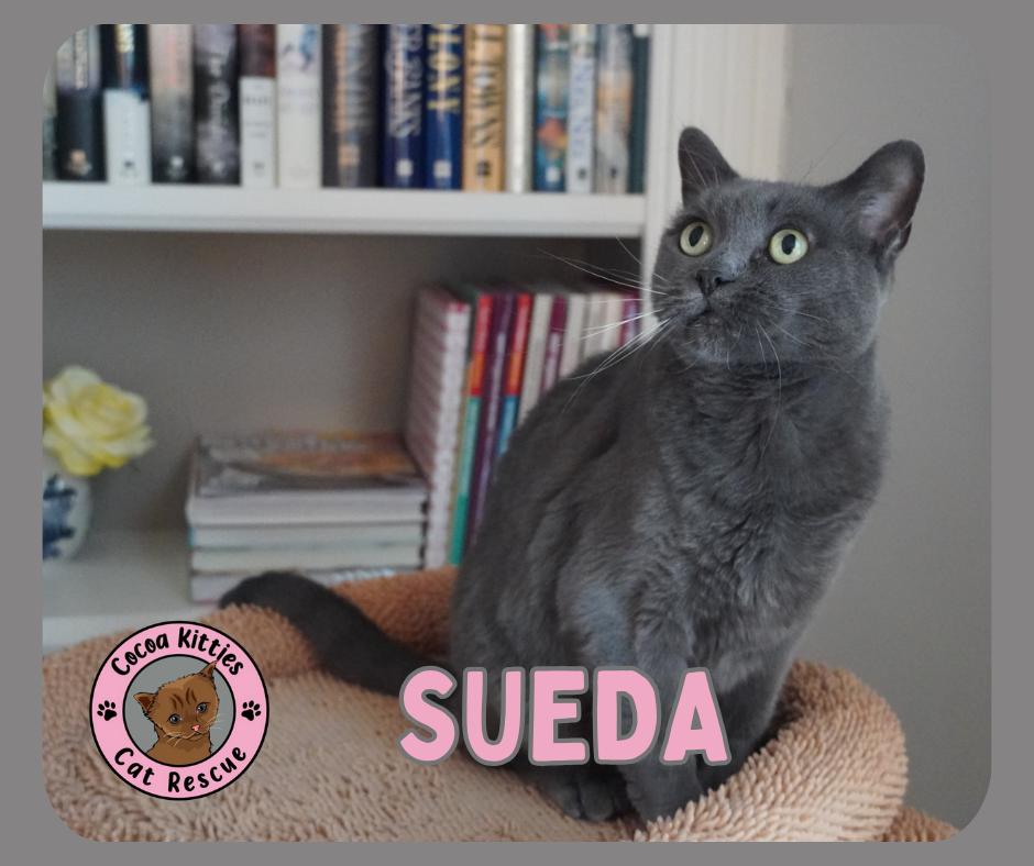 Enlarge Sueda, a Adoptable mixed breed in Hershey, PA image 2/6