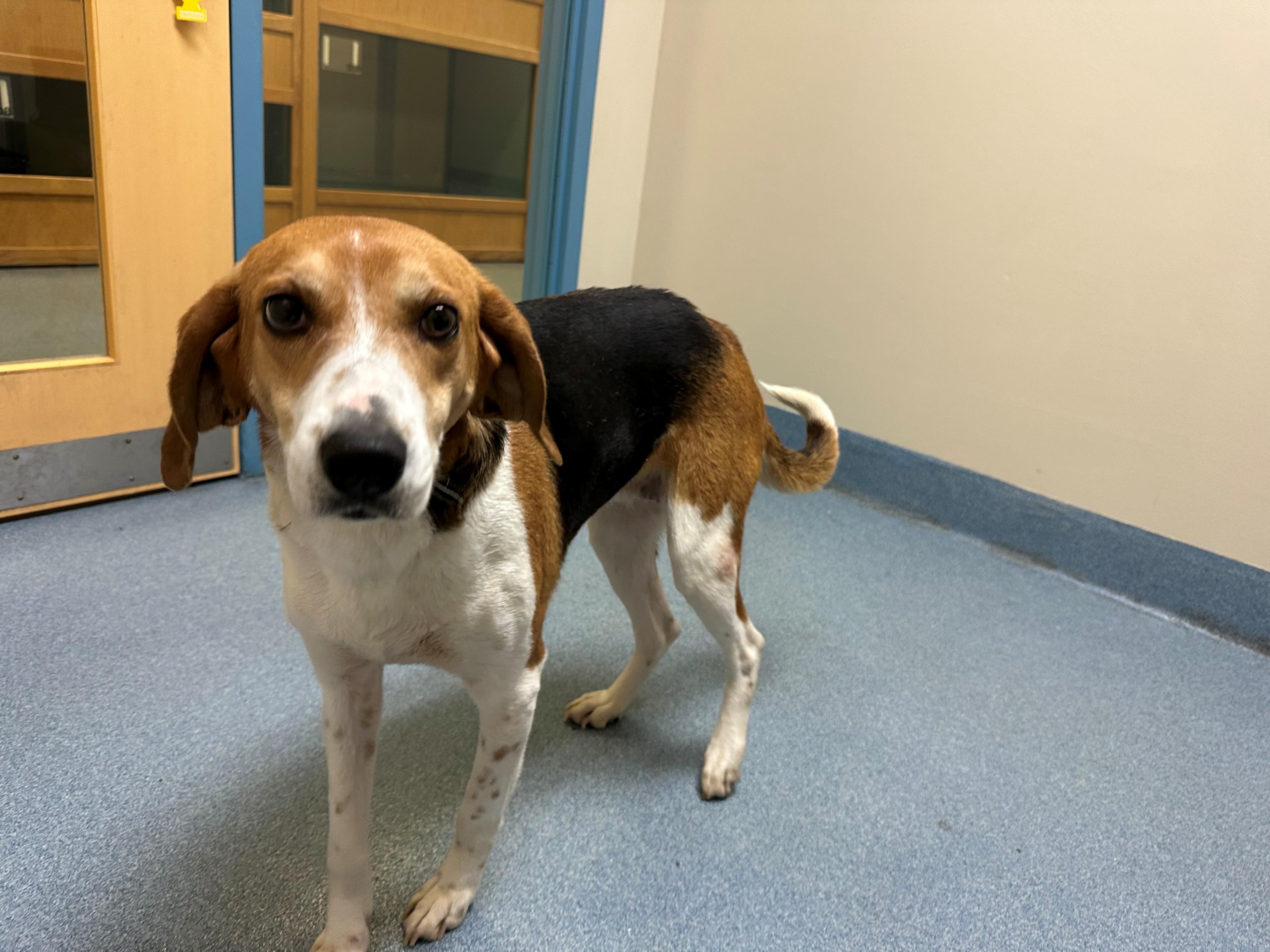 Loretta, a ADOPTABLE mixed breed in Suffolk, VA image 3/3