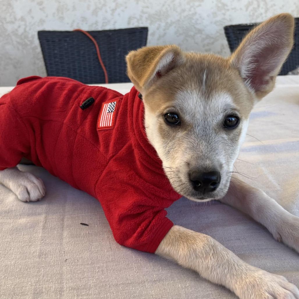 Frost, Adoptable, Puppy Male Husky.