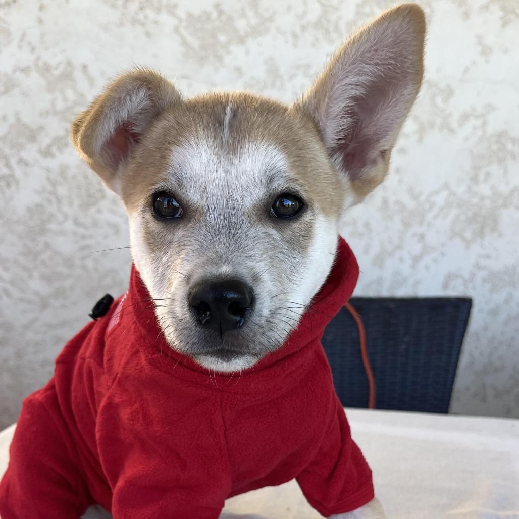 Frost, a Adoptable Husky in Bulverde, TX image 2/4