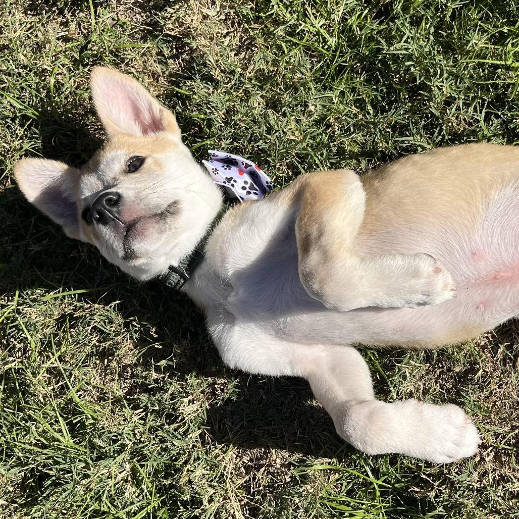 Frost, a Adoptable Husky in Bulverde, TX image 3/4