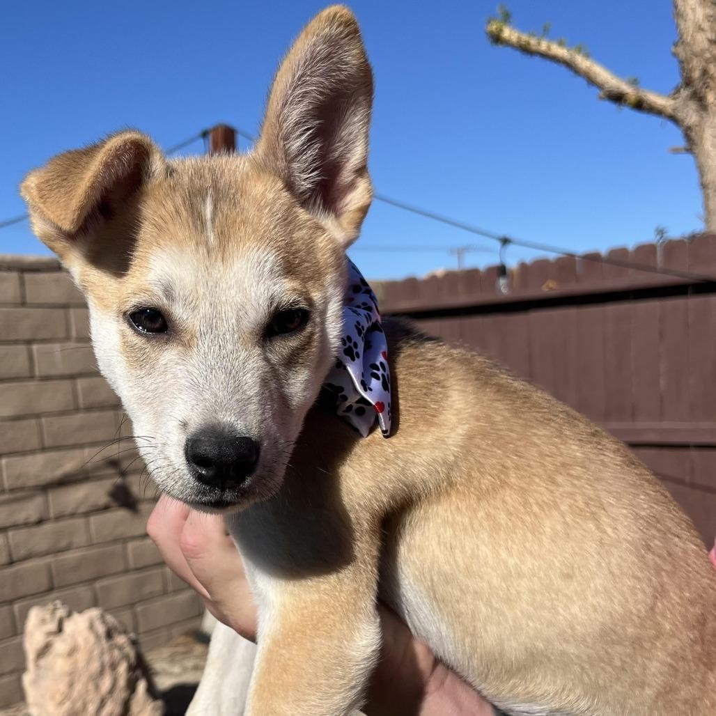 Frost, a Adoptable Husky in Bulverde, TX image 4/4
