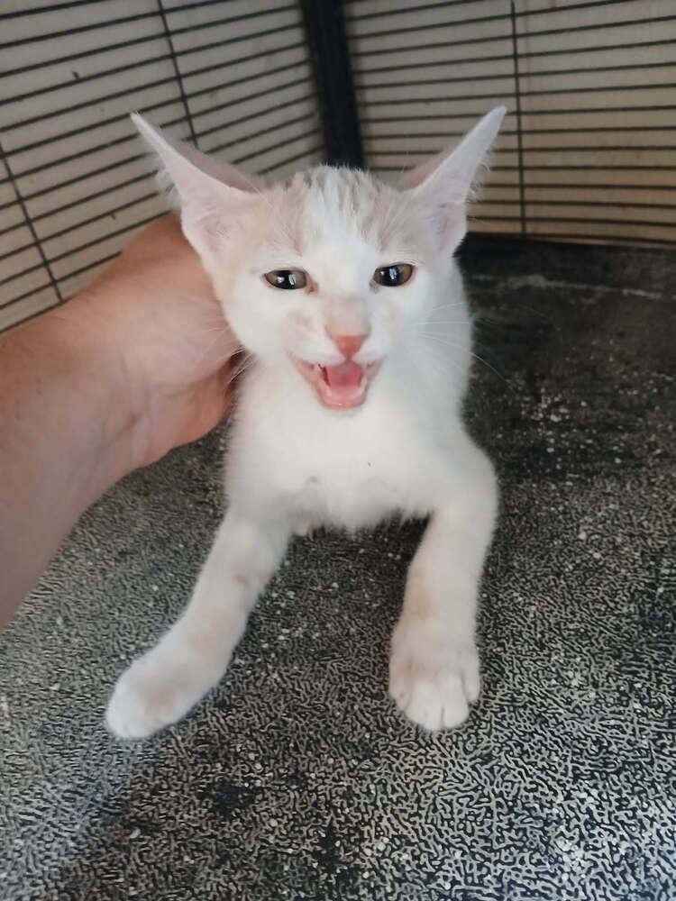 Tidus, a Adoptable Domestic Short Hair in Thatcher, AZ image 1/2