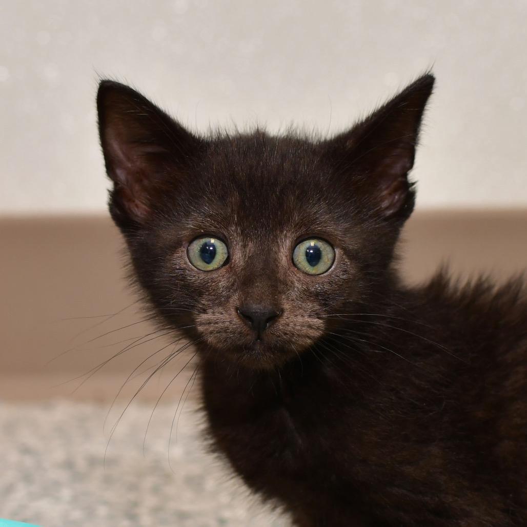 Ribs, Adoptable, Kitten Male Domestic Short Hair.