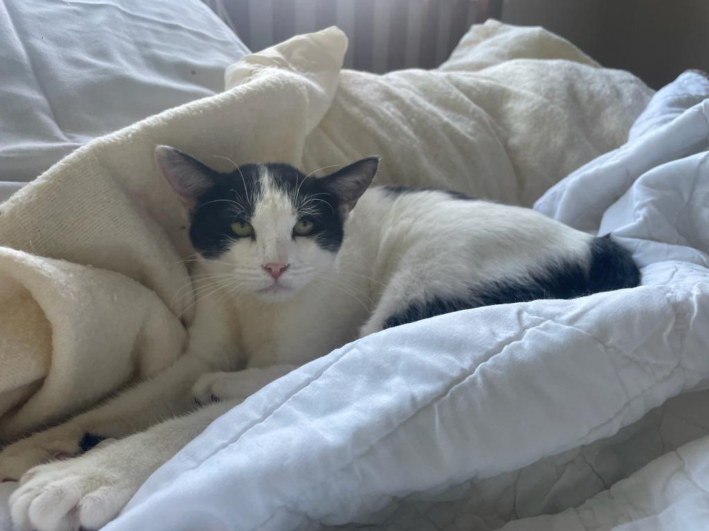 Perkins, Adoptable, Young Male Domestic Short Hair.