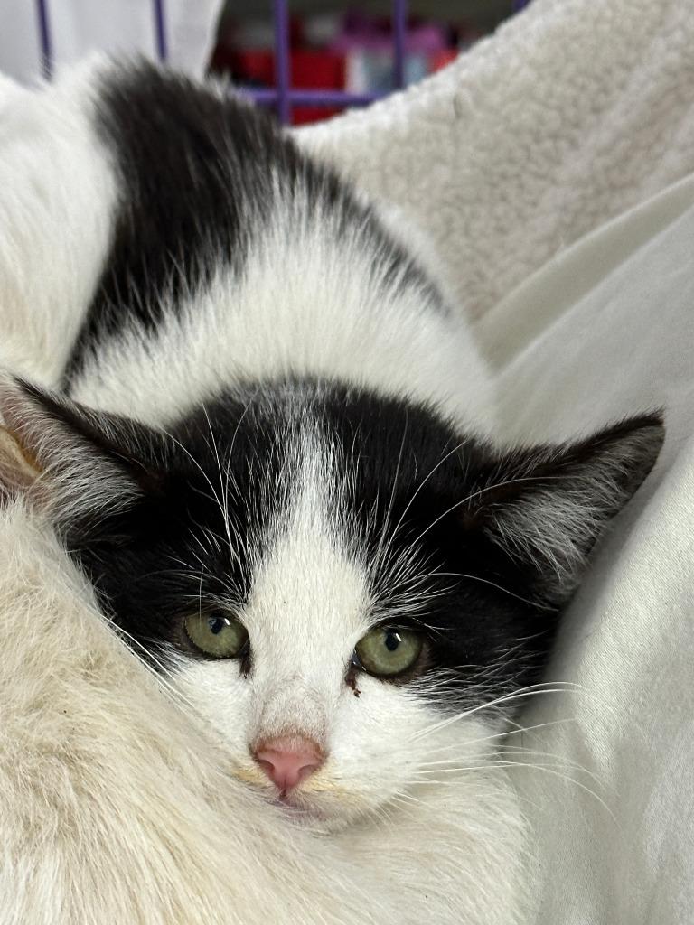 Enlarge Perkins, a Adoptable mixed breed in San Pedro, CA image 1/2