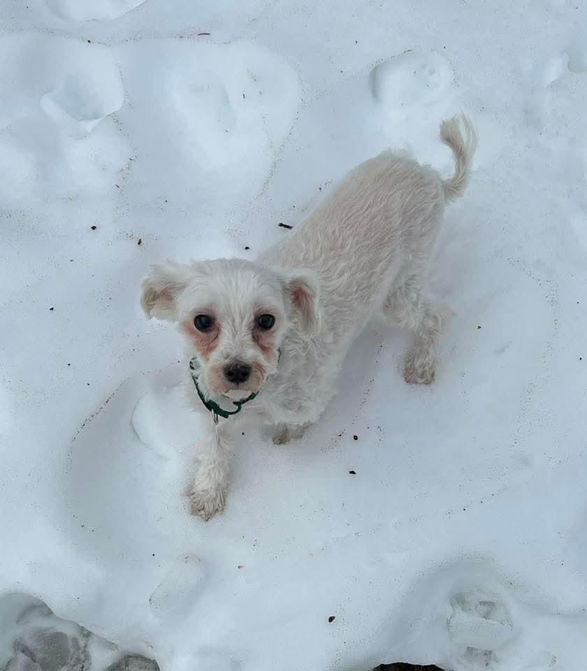 Leelo, Adoptable, Adult Female Maltese.