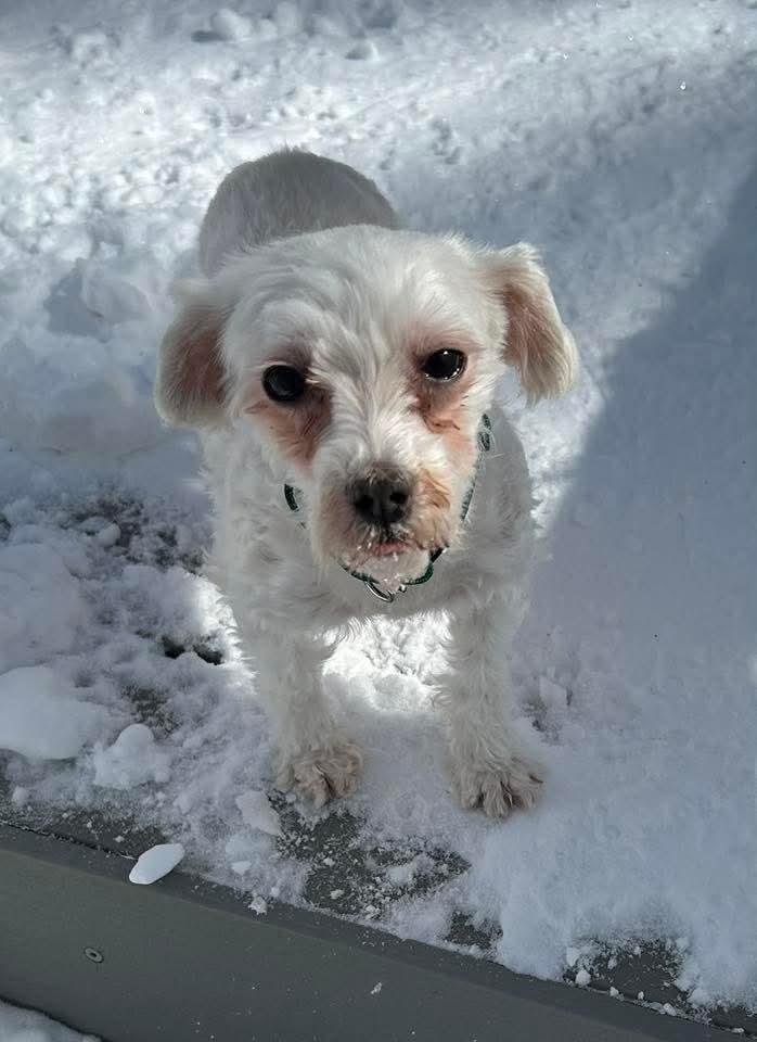 Leelo, a Adoptable Maltese in Wausau, WI image 2/6