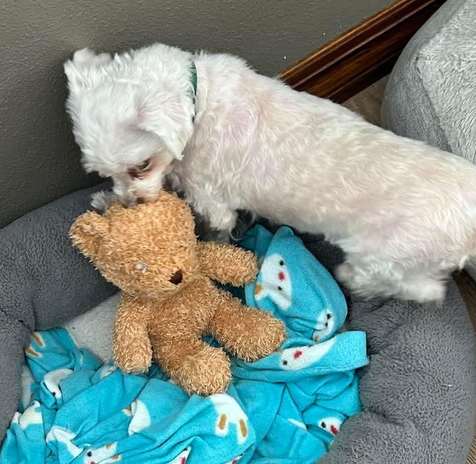 Leelo, a Adoptable Maltese in Wausau, WI image 3/6
