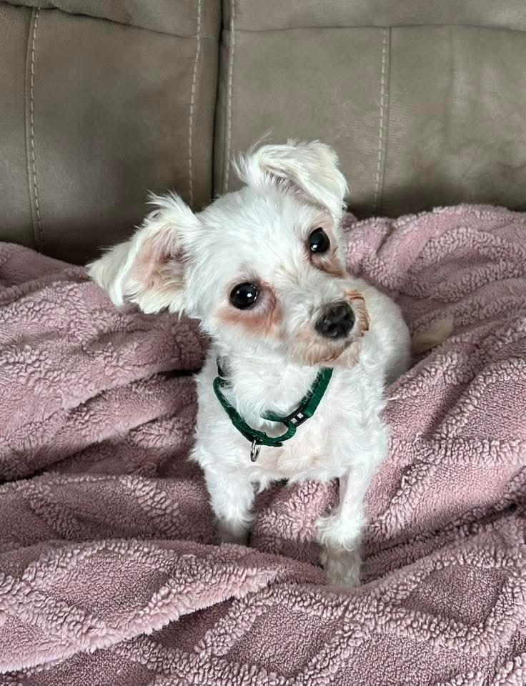 Leelo, a Adoptable Maltese in Wausau, WI image 5/6