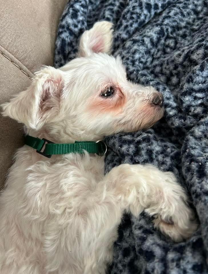 Leelo, a Adoptable Maltese in Wausau, WI image 6/6