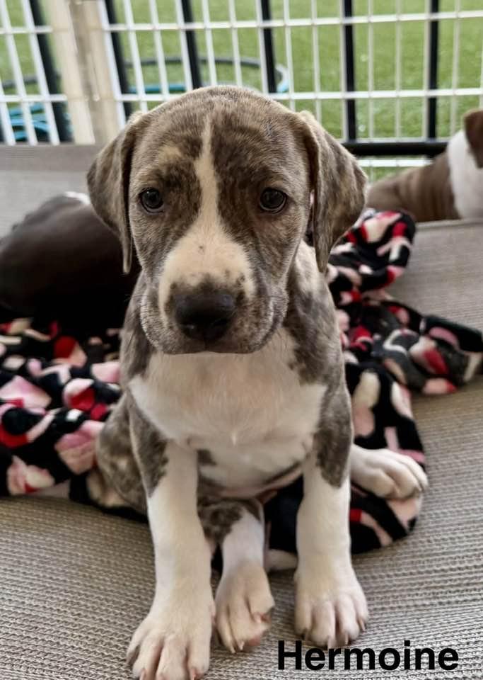Hermoine, Adoptable, Puppy Female Pit Bull Terrier & American Staffordshire Terrier.