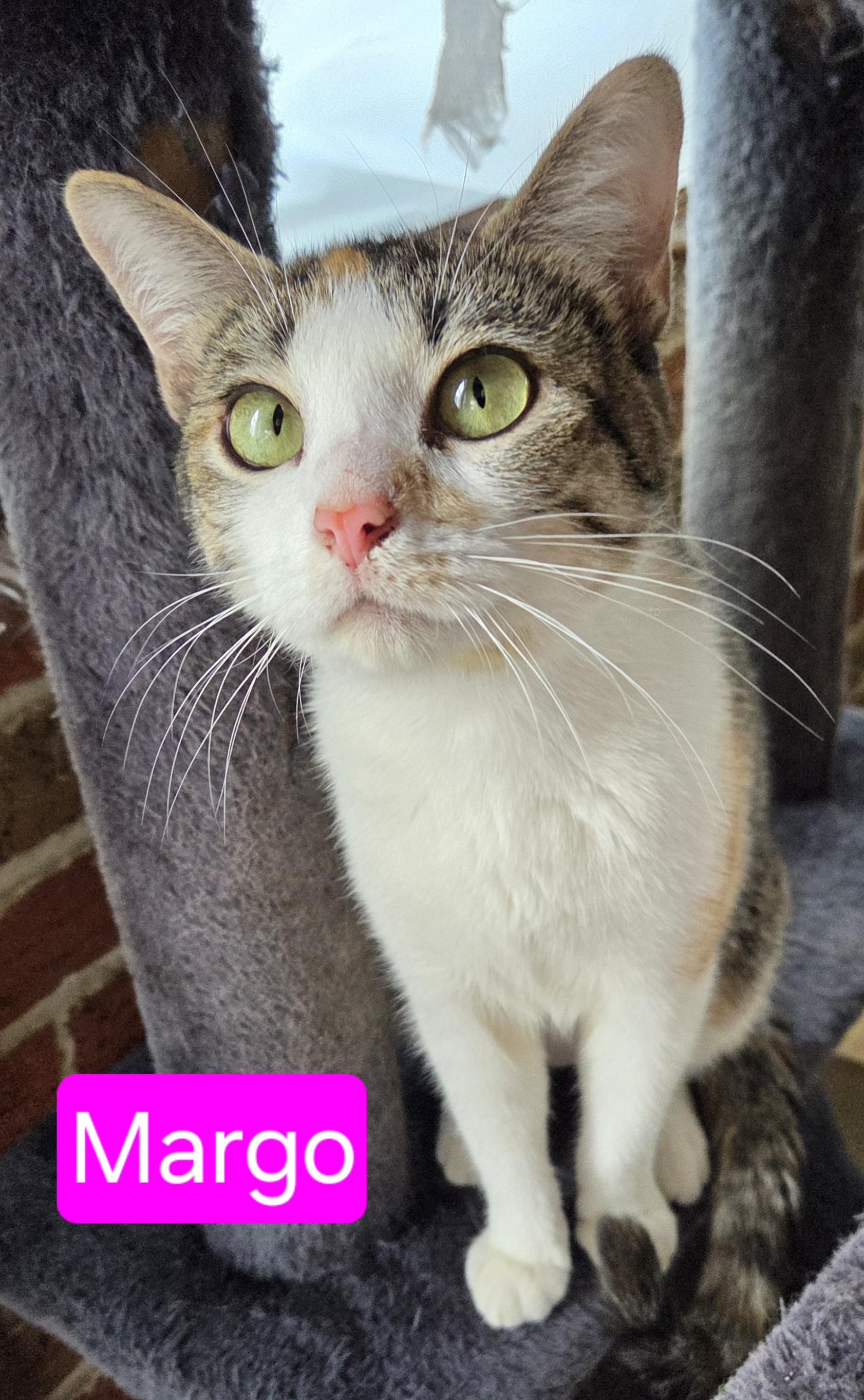 Enlarge Margo, an adopted Calico in Greensburg, PA image 2/3