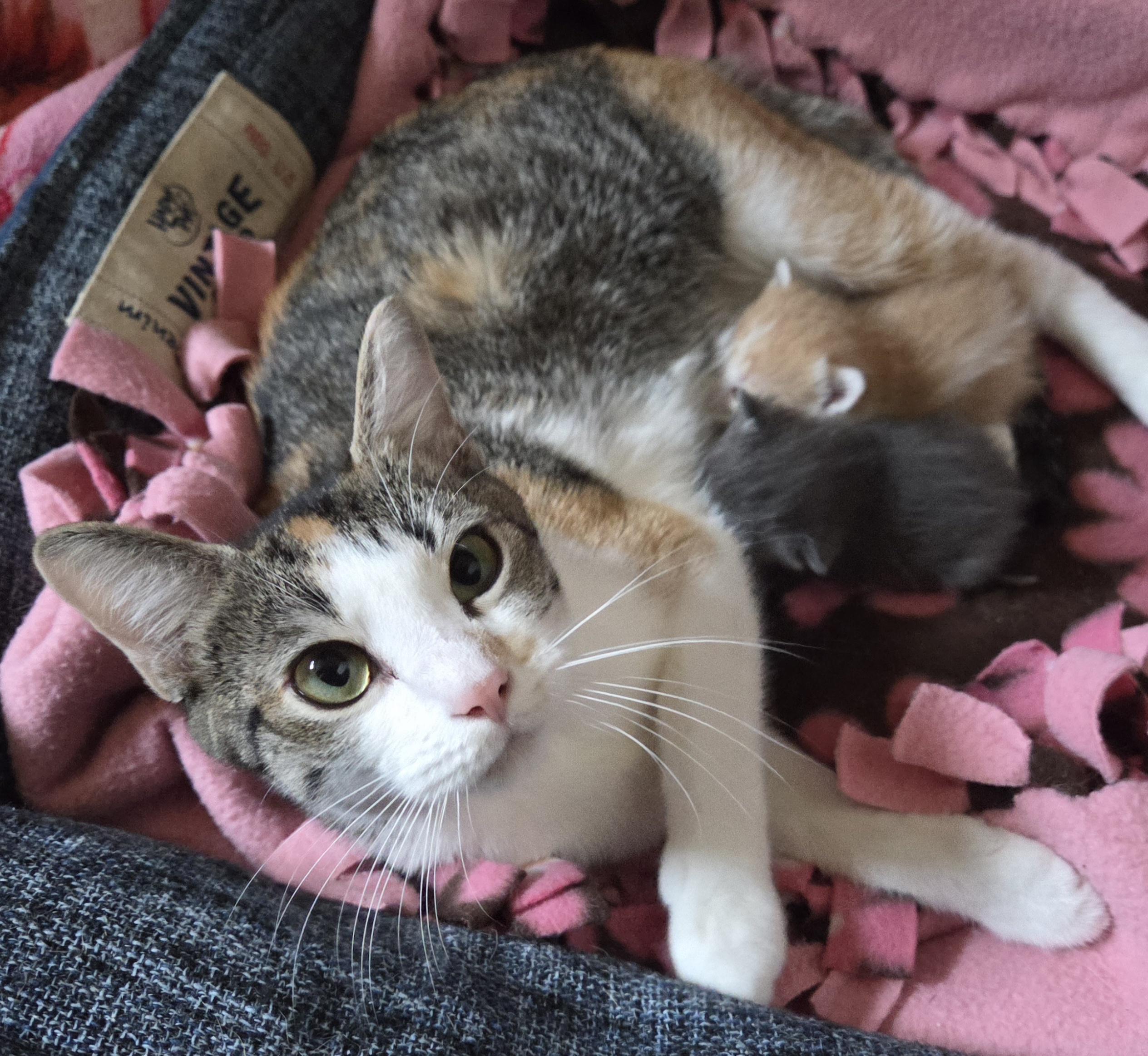 Enlarge Margo, an adopted Calico in Greensburg, PA image 1/3
