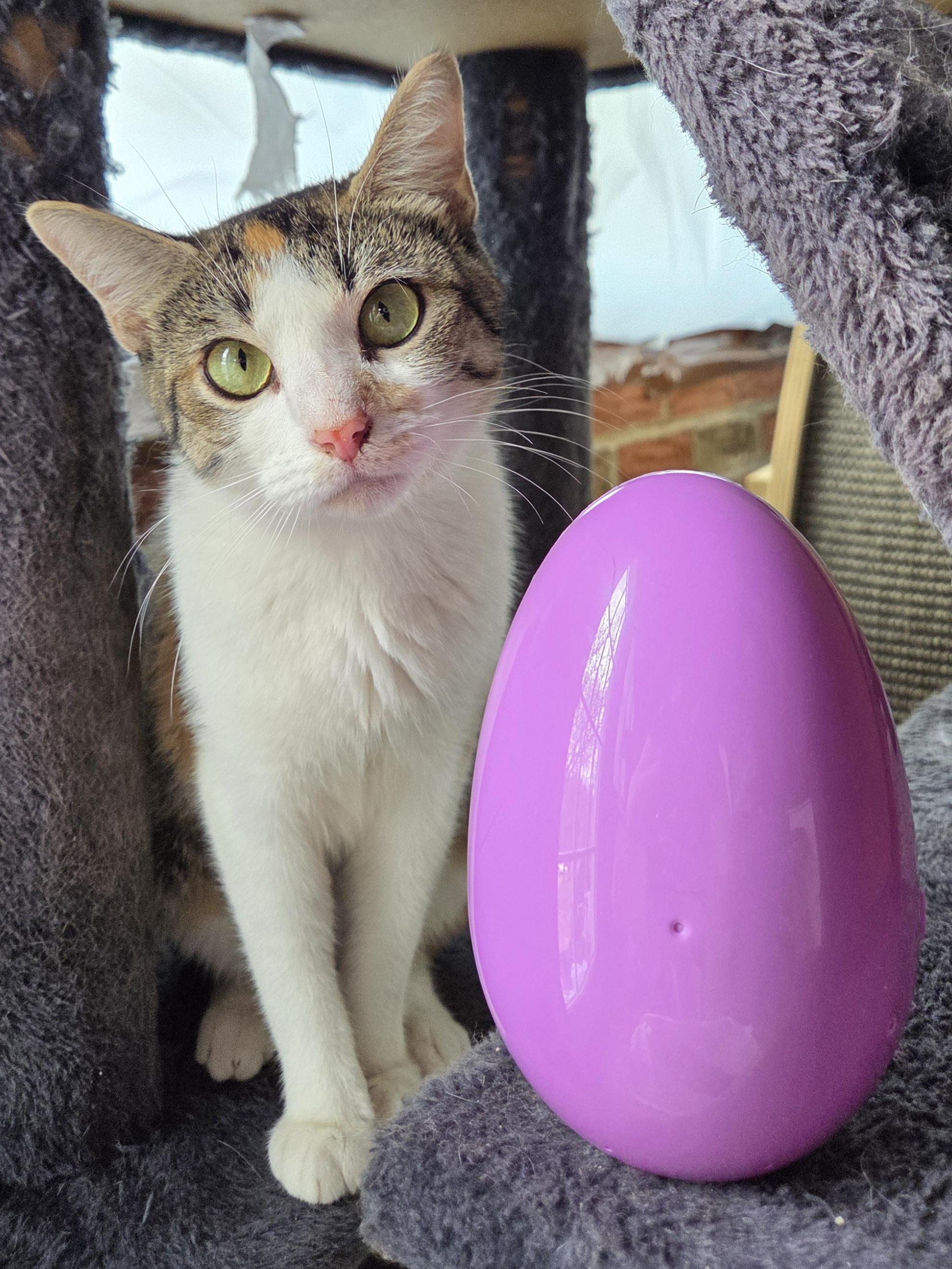 Enlarge Margo, an adopted Calico in Greensburg, PA image 3/3