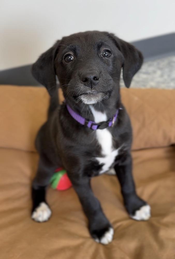 Enlarge Hyacinth, a Adoptable mixed breed in Bemidji, MN image 1/1