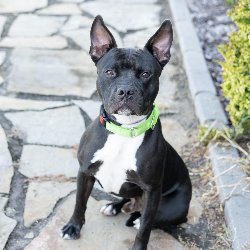 Enlarge Barkley, a ADOPTABLE Mixed Breed in Cape Girardeau, MO image 1/3