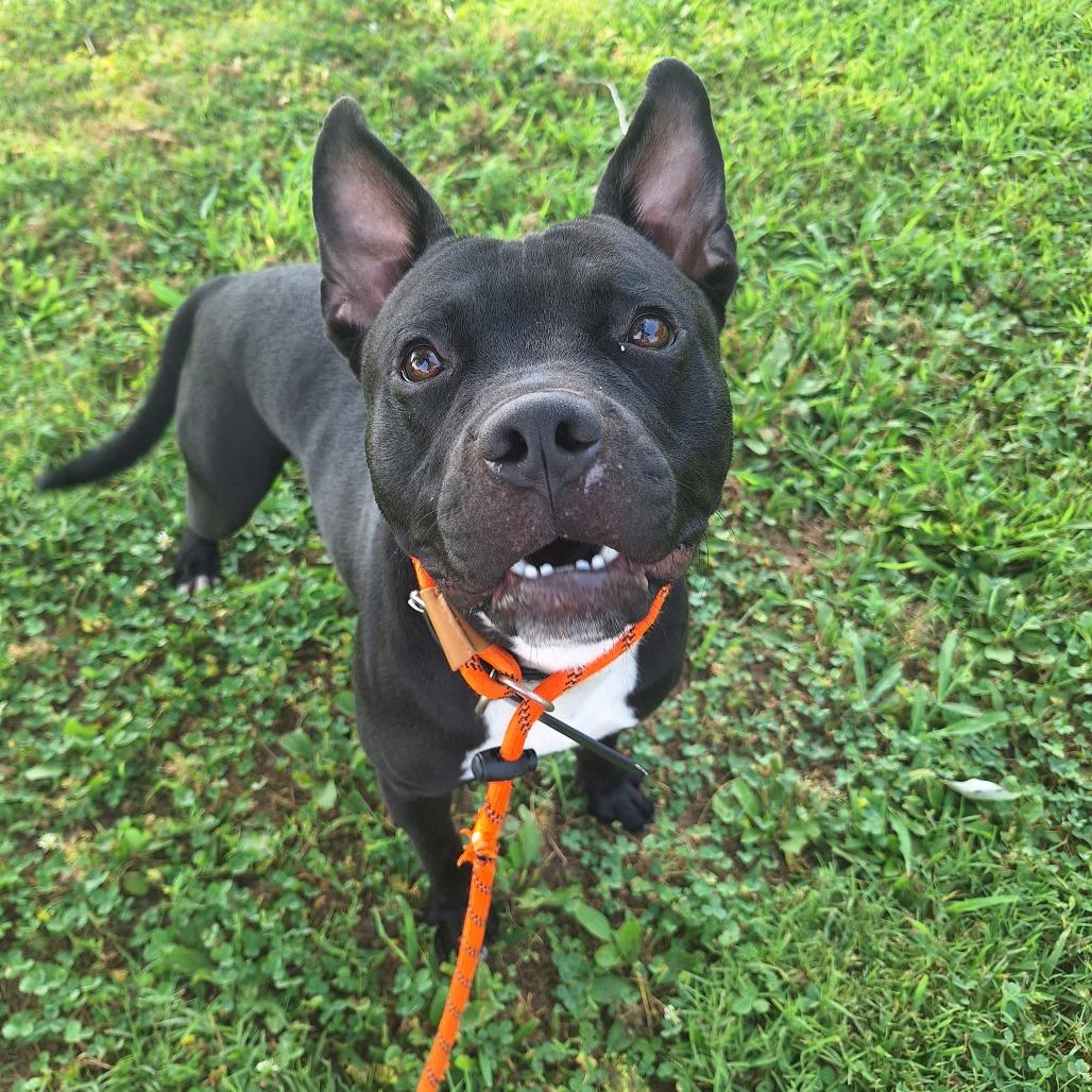 Enlarge Barkley, a ADOPTABLE Mixed Breed in Cape Girardeau, MO image 2/3