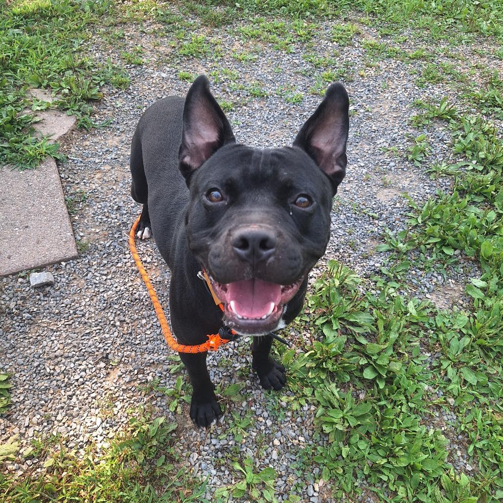 Enlarge Barkley, a ADOPTABLE Mixed Breed in Cape Girardeau, MO image 3/3