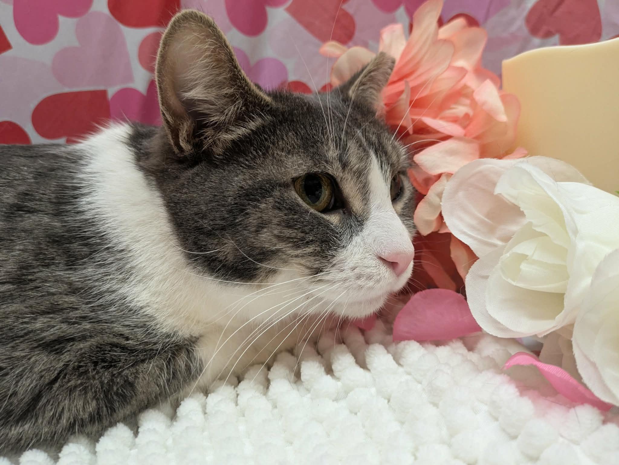 Lumbar, adopted, Adult Female Domestic Short Hair.