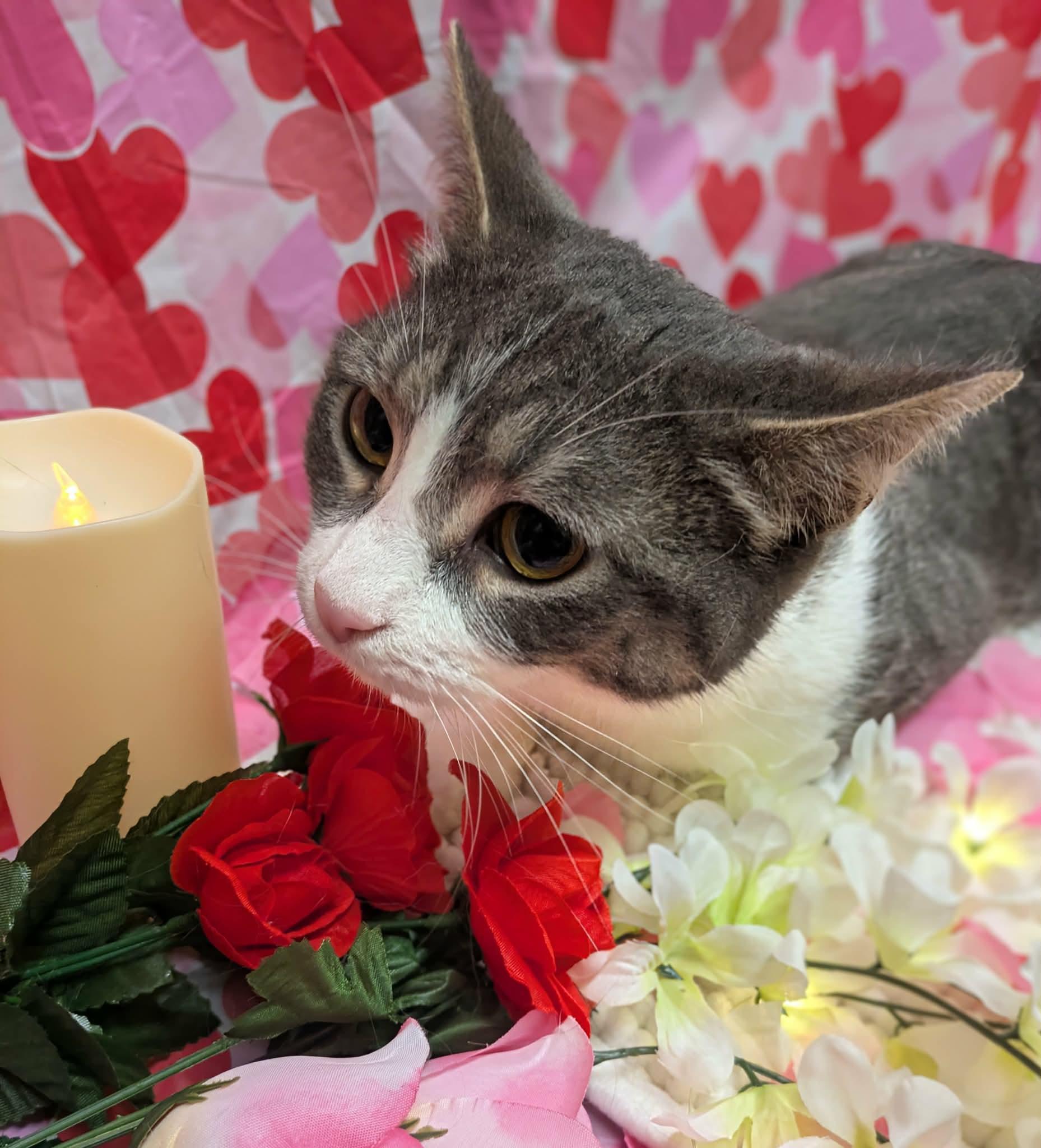 Enlarge Lumbar, an adopted Domestic Short Hair in South Euclid, OH image 2/3