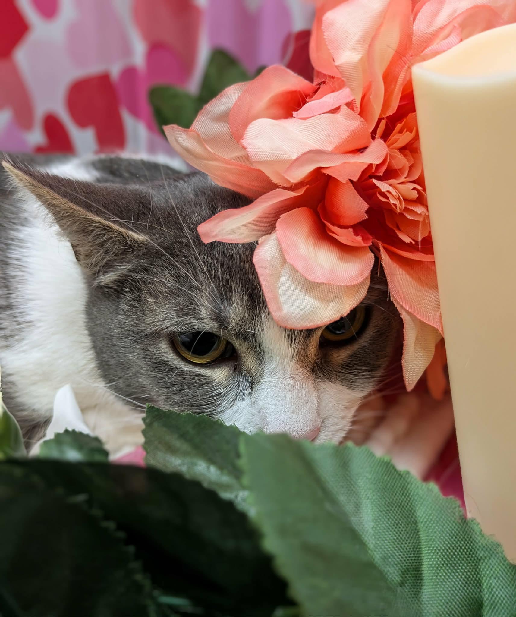 Enlarge Lumbar, an adopted Domestic Short Hair in South Euclid, OH image 3/3