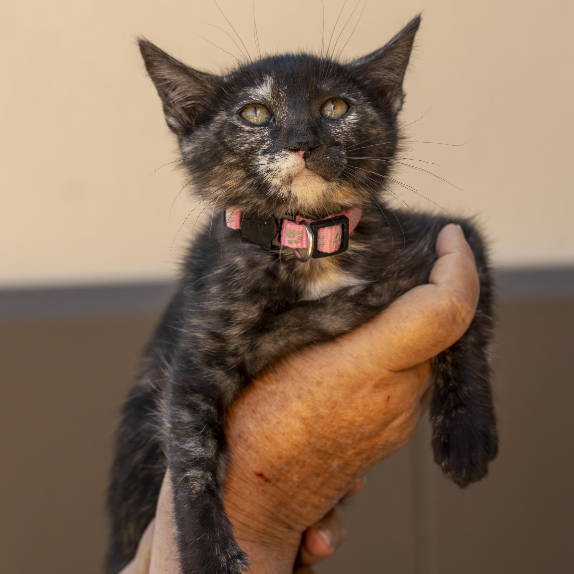 Sally, ADOPTABLE, Kitten Female Domestic Short Hair.