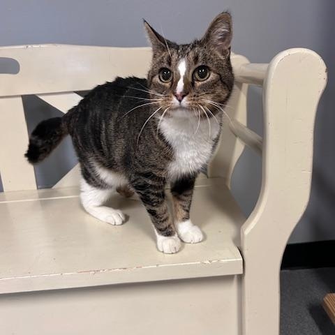 Angel, ADOPTABLE, Adult Female Domestic Short Hair.