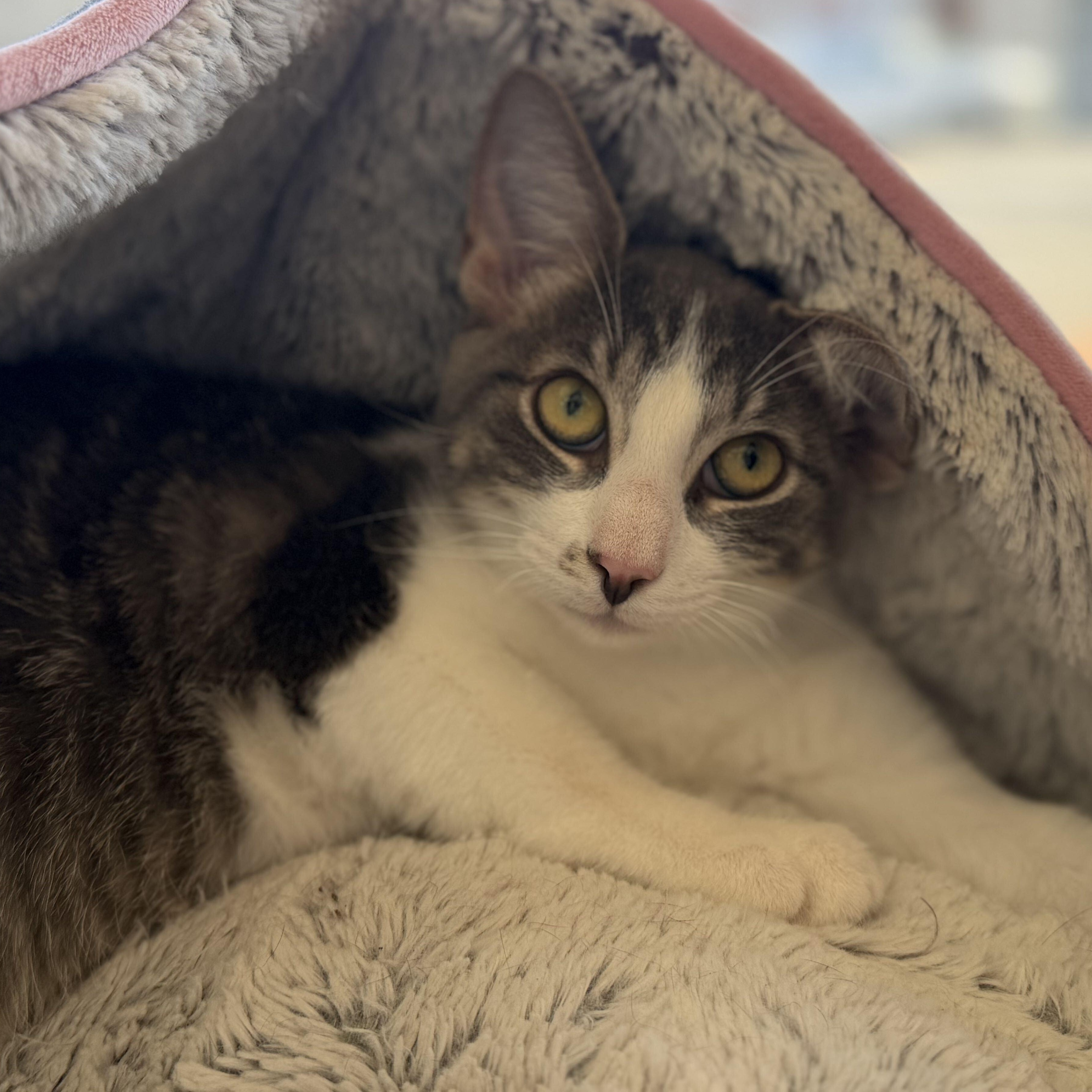 Enlarge Luke, a Adoptable mixed breed in East Amherst, NY image 6/6