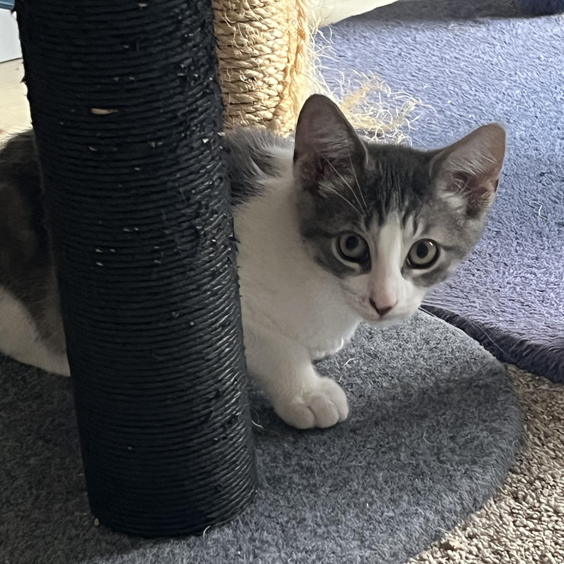 Luke, adoptable, Kitten Male Domestic Long Hair & Tabby.