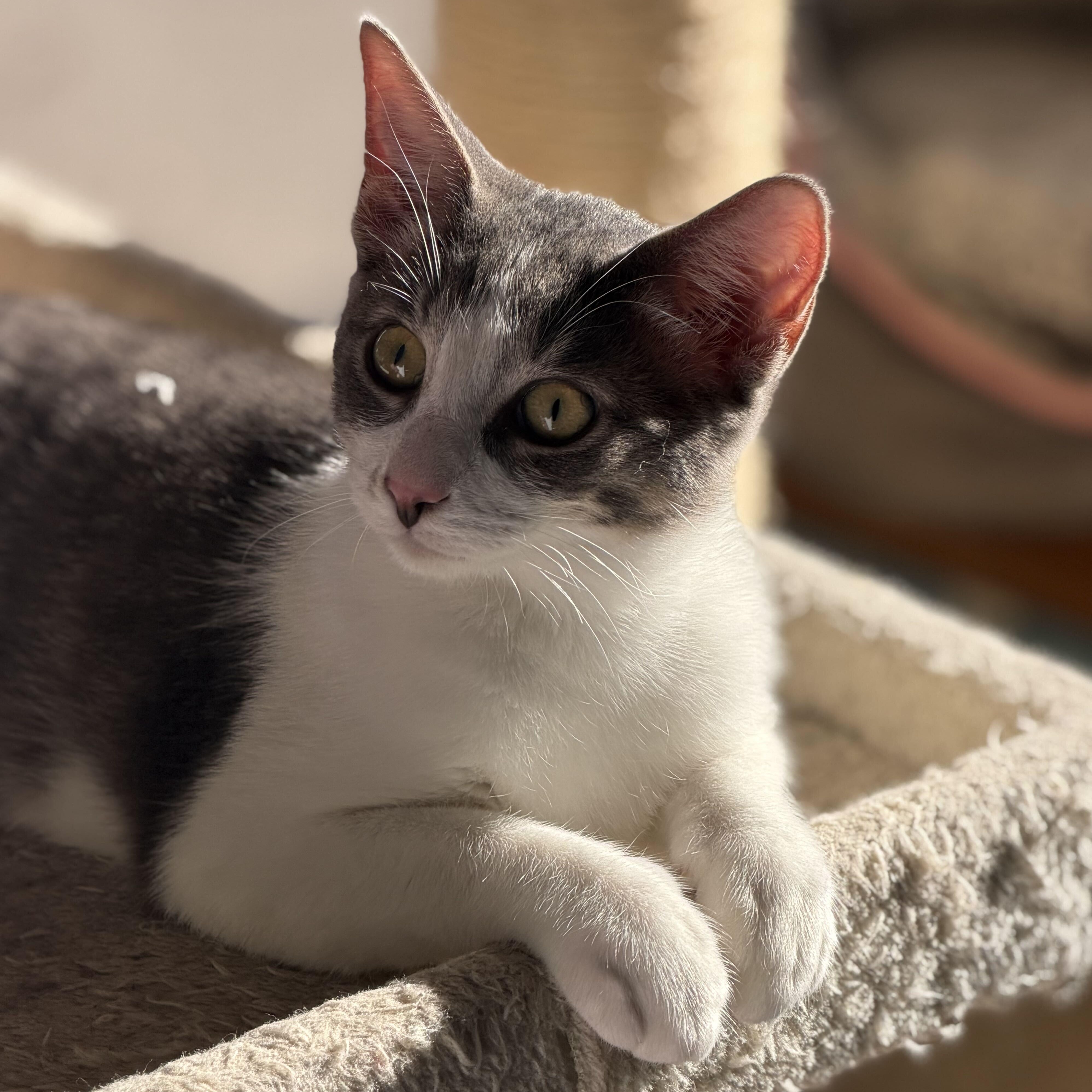Enlarge Luke, a Adoptable mixed breed in East Amherst, NY image 2/6