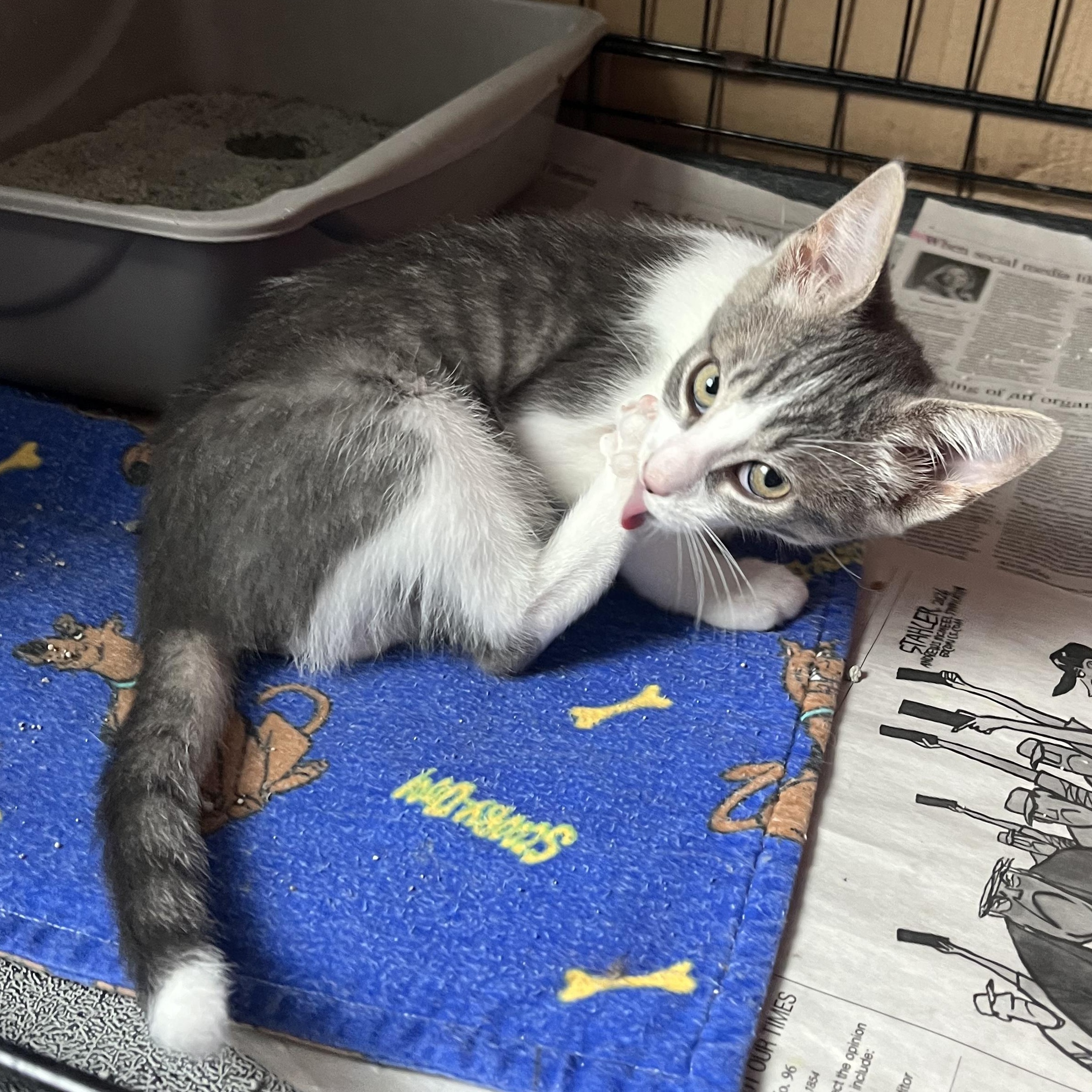 Enlarge Luke, an adoptable mixed breed in East Amherst, NY image 4/5