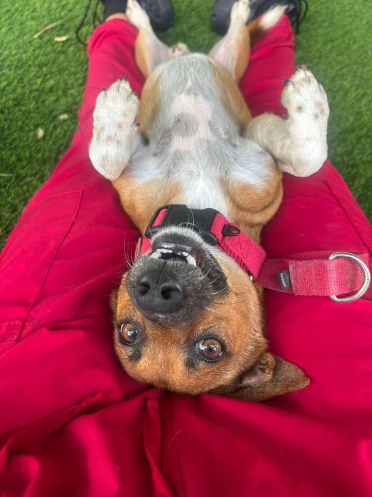 Samy, a Adoptable mixed breed in Morristown, NJ image 1/6