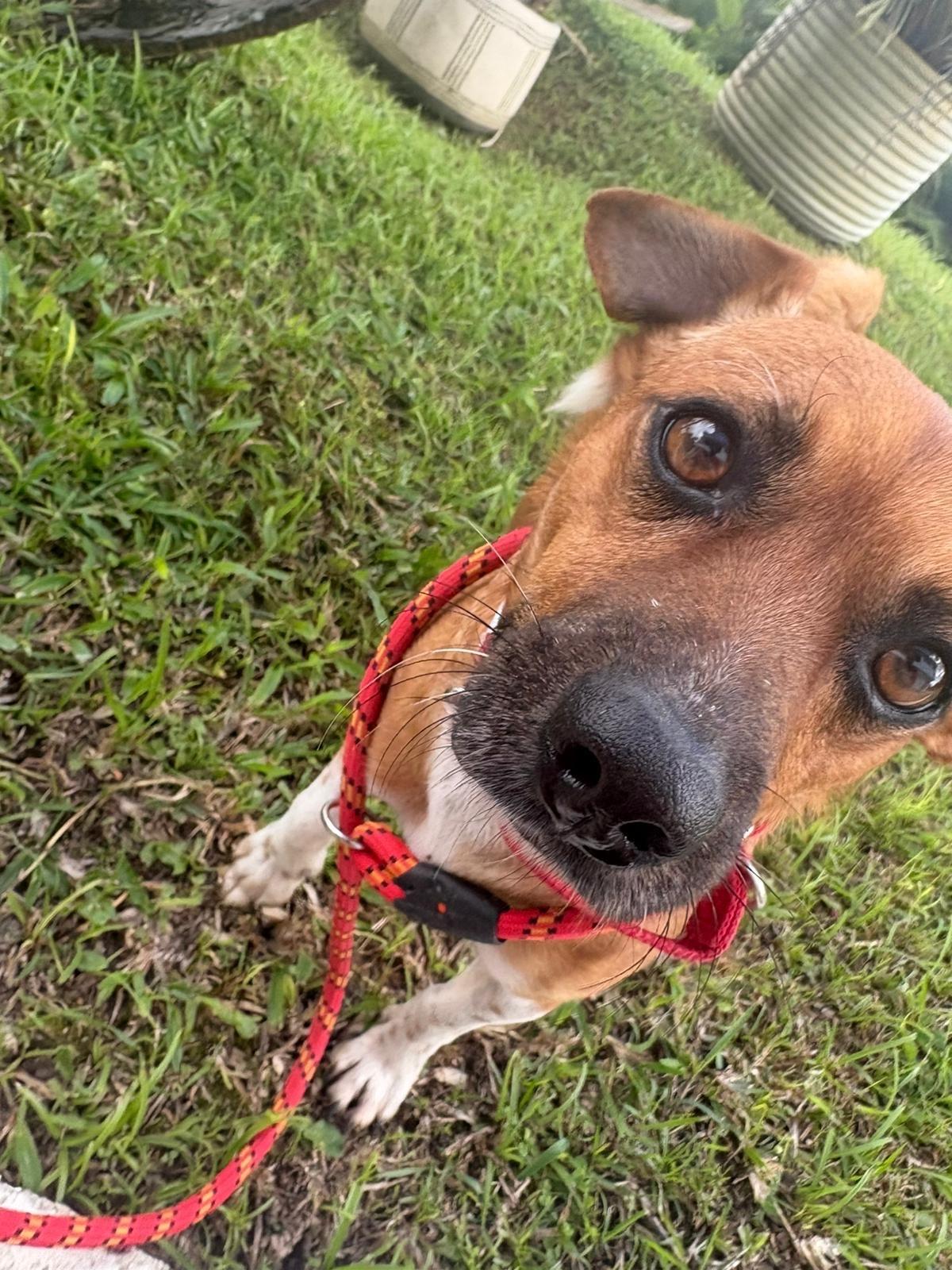 Samy, a Adoptable mixed breed in Morristown, NJ image 3/6