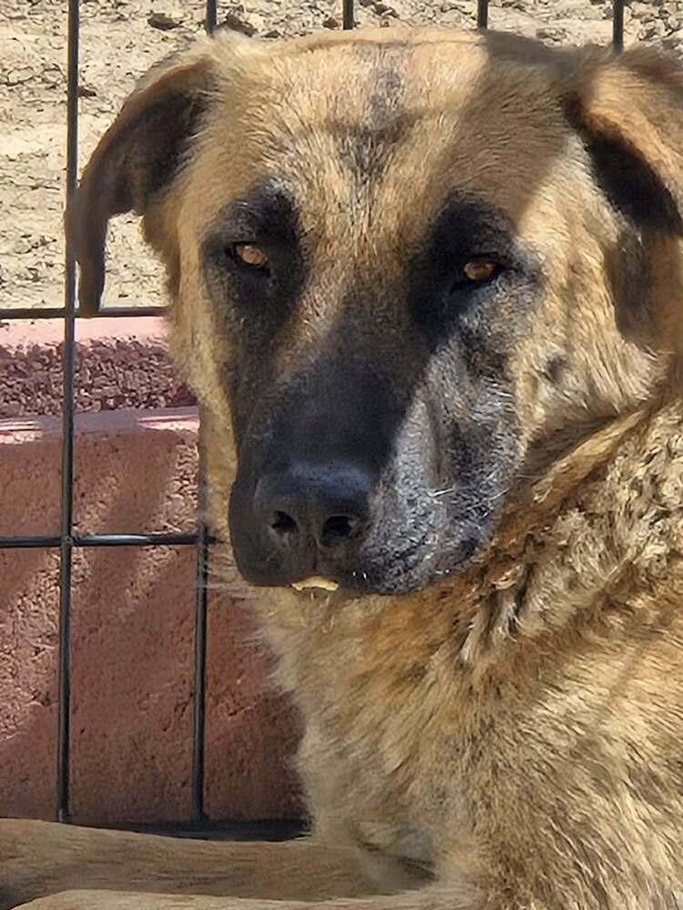 Lilya Aircraft Litter Momma - located in NV, Adoptable, Young Female German Shepherd Dog & Belgian Shepherd / Malinois.