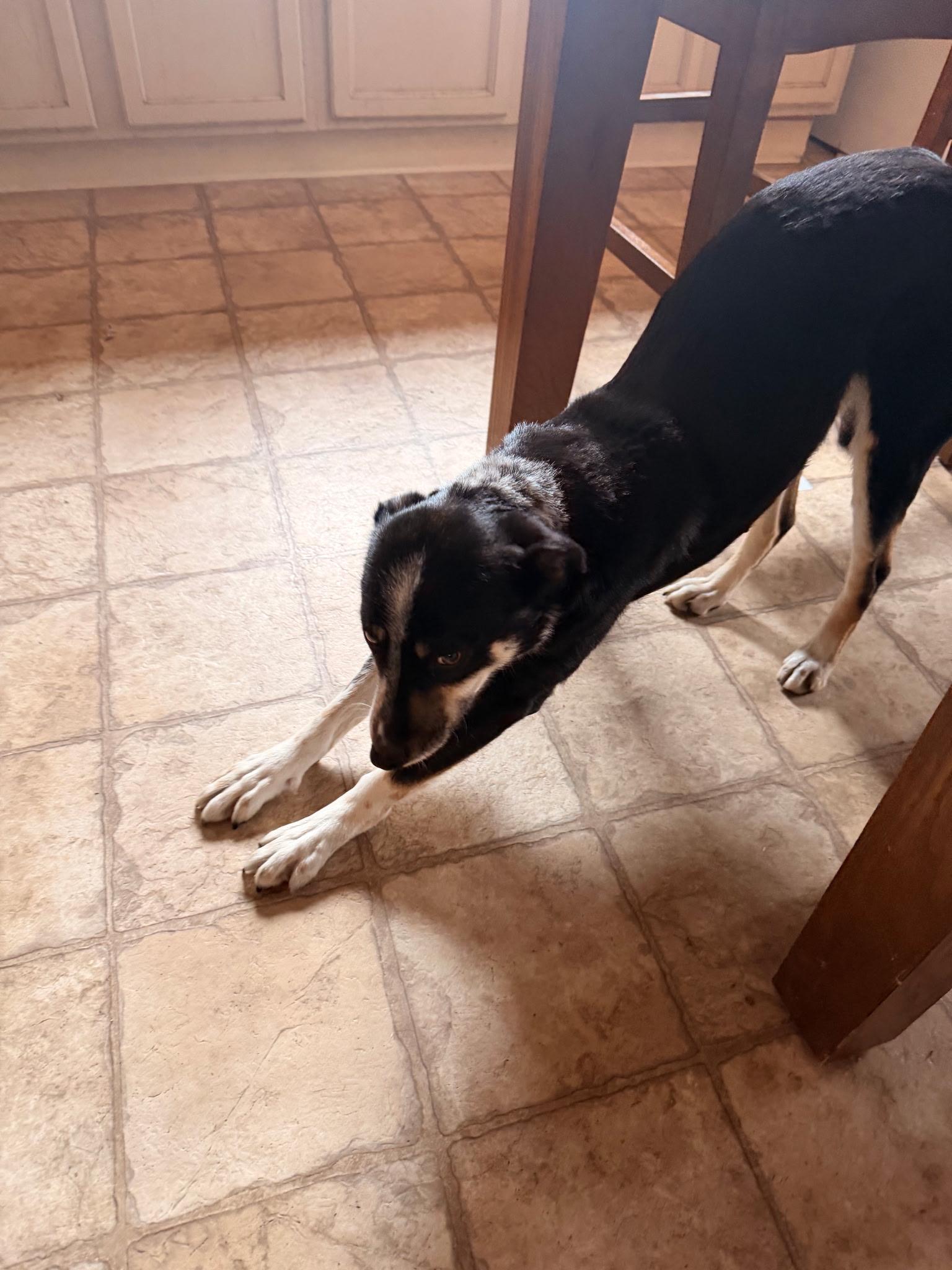Enlarge Sf-Bindi, an adopted mixed breed in Billings, MT image 2/2
