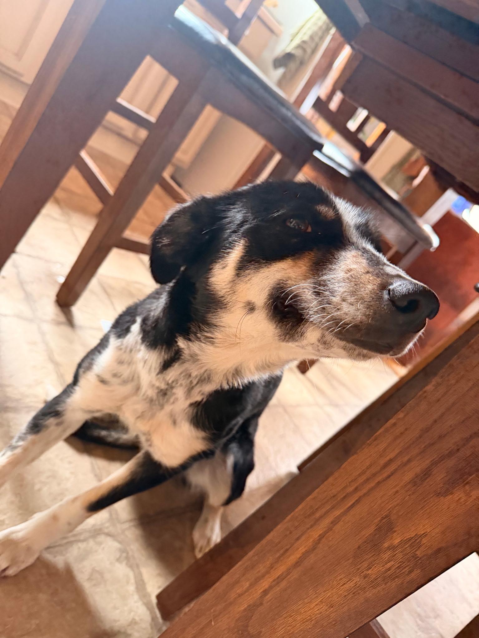 Sf-Bindi, adopted, Adult Female Border Collie.