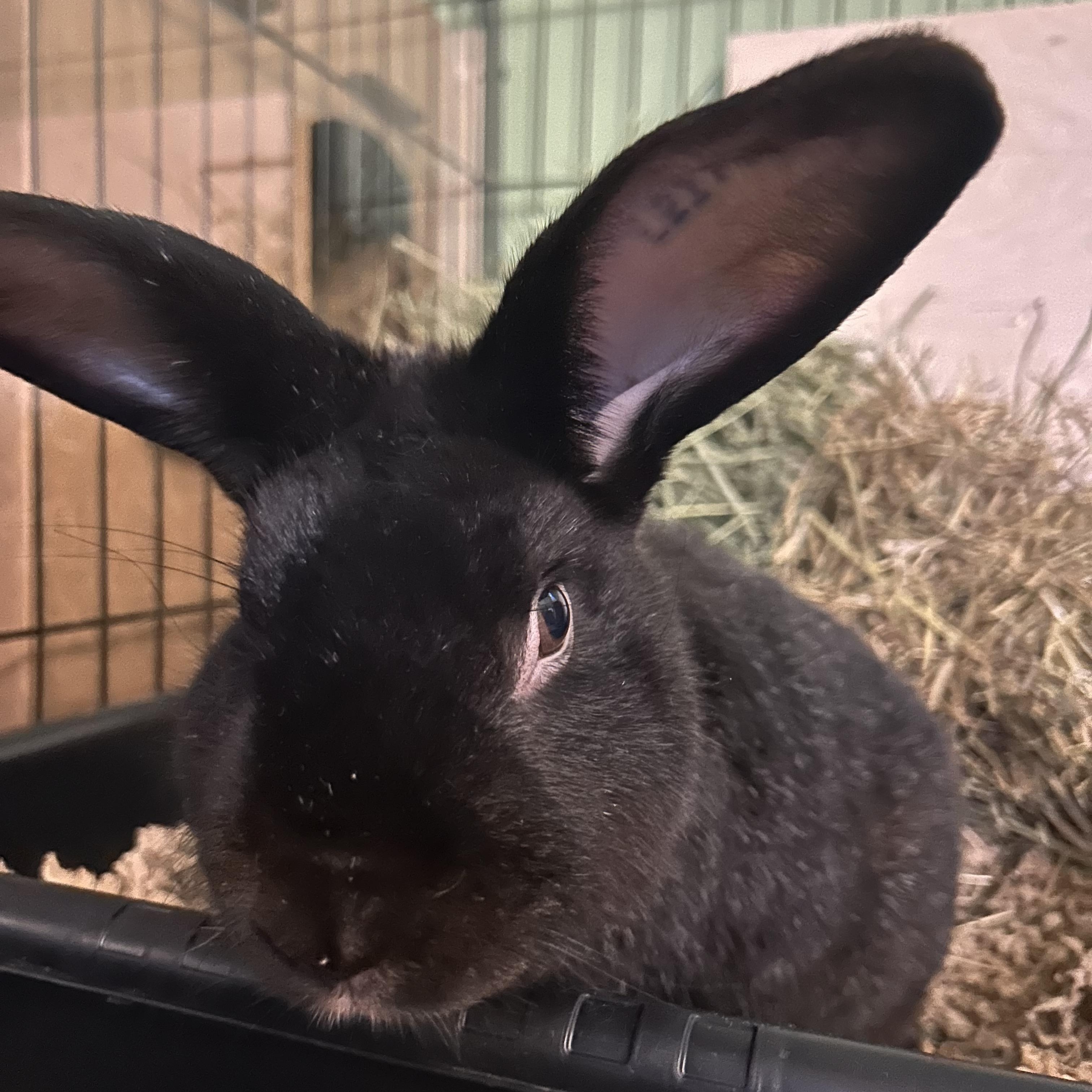 Enlarge Bijou, a Adoptable Chinchilla in Stafford Springs, CT image 2/2